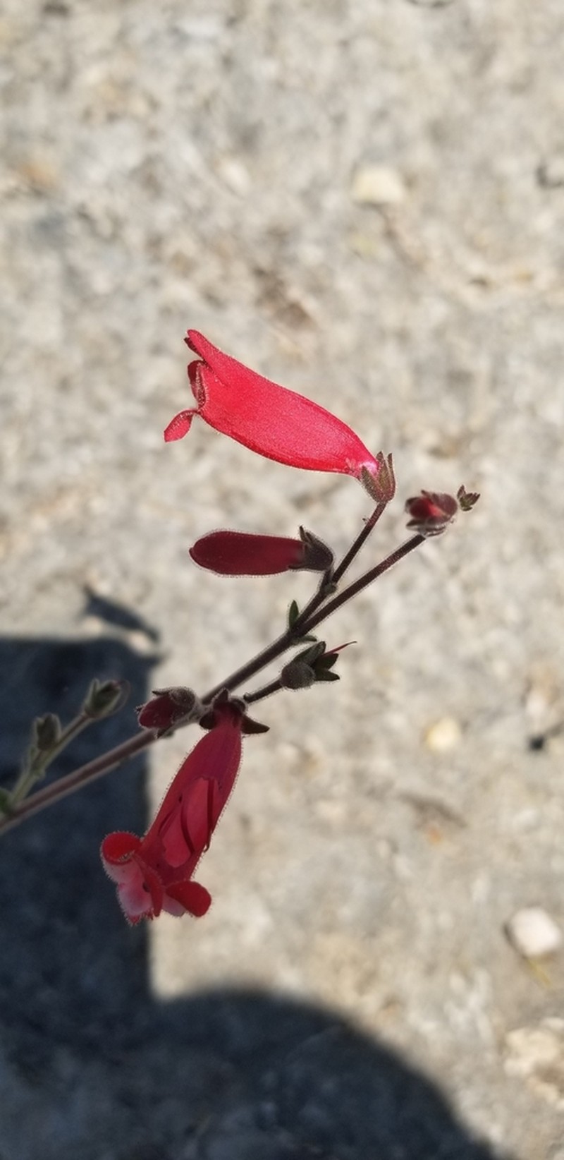 Baccharisleaf Beardtongue photo 8