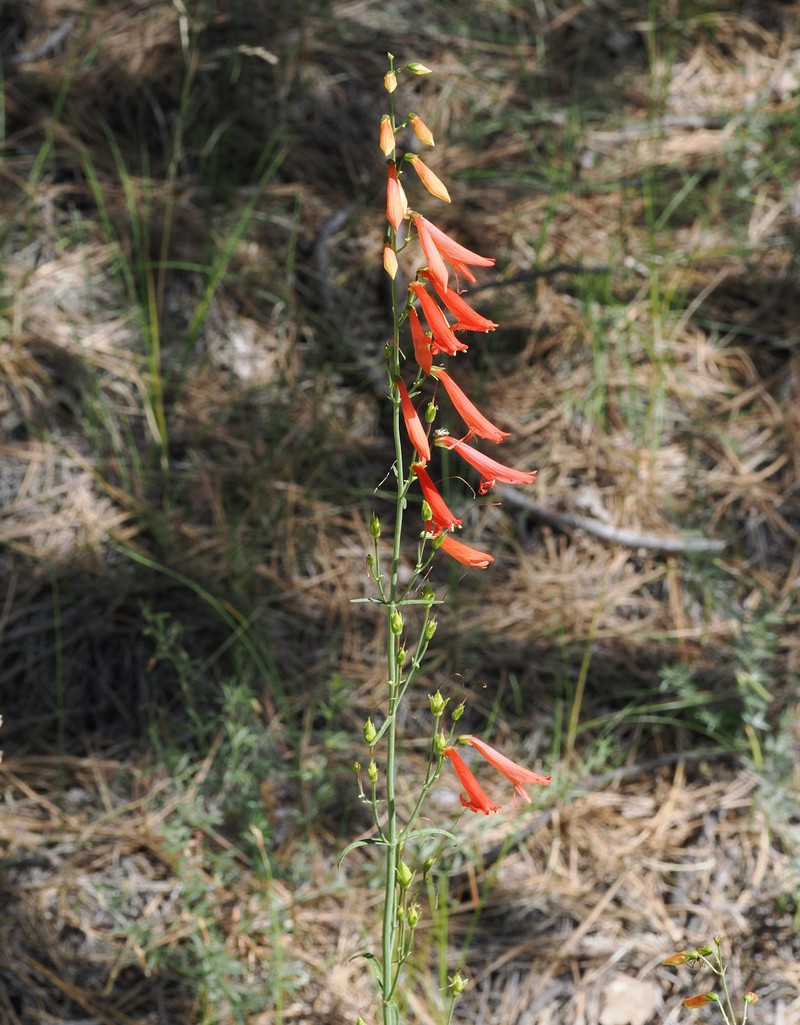 Beardlip Penstemon