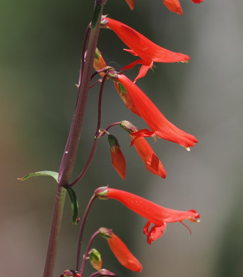 Beardlip Penstemon photo 3
