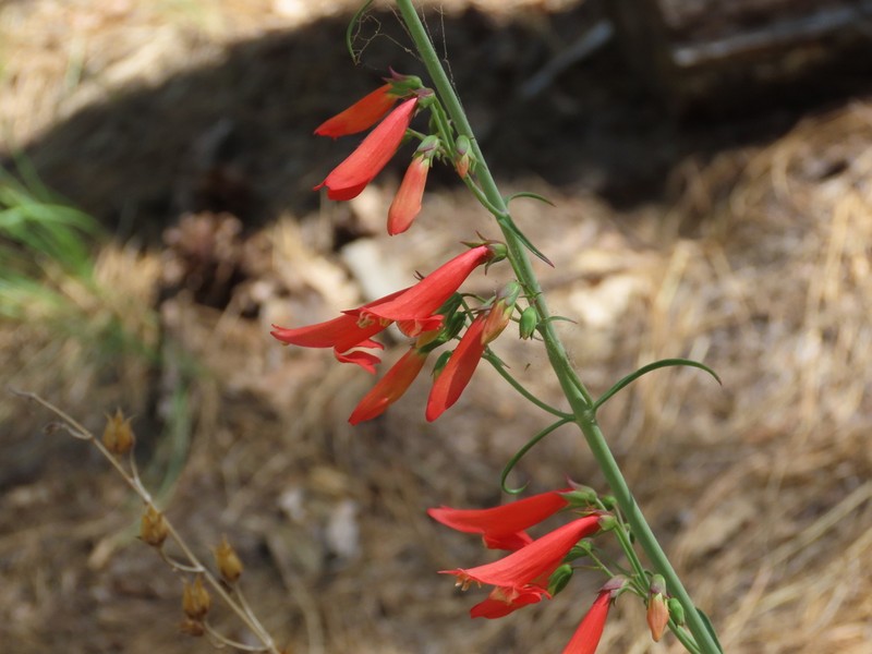 Beardlip Penstemon photo 4
