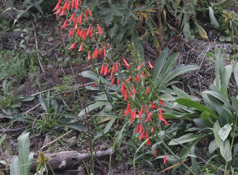 Beardlip Penstemon photo 5