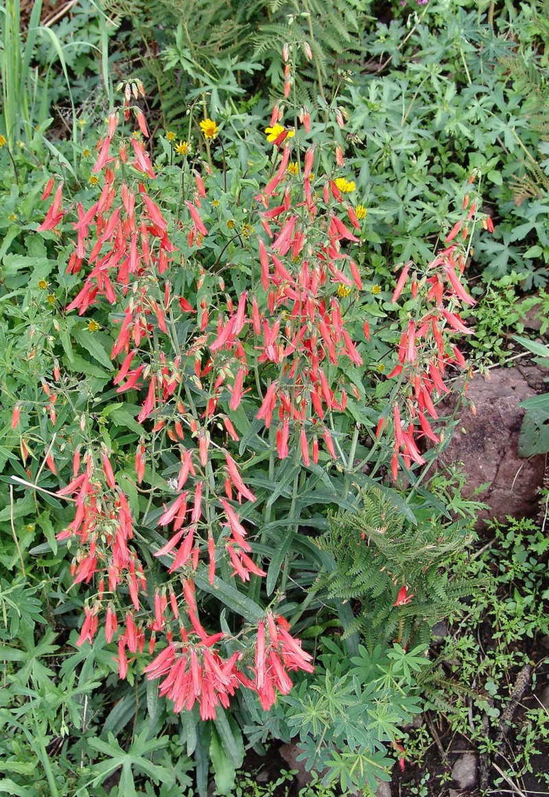 Beardlip Penstemon photo 6