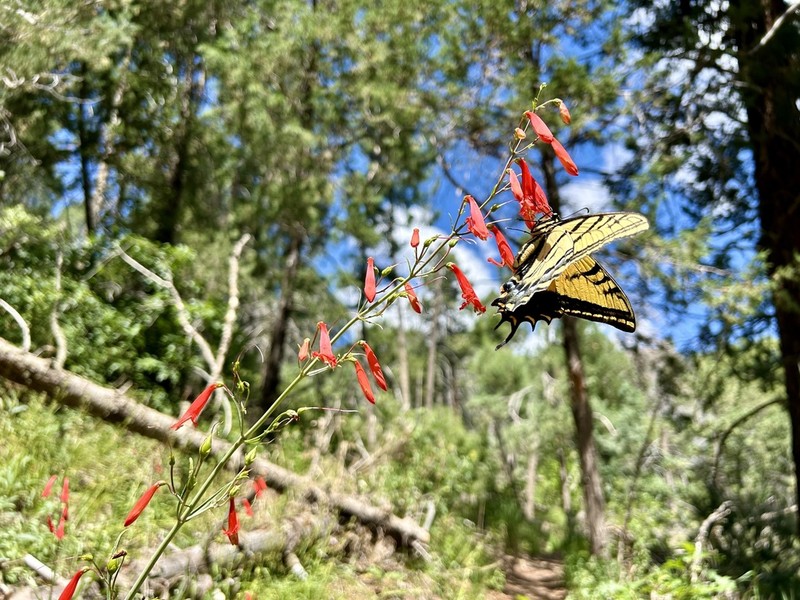 Beardlip Penstemon photo 7