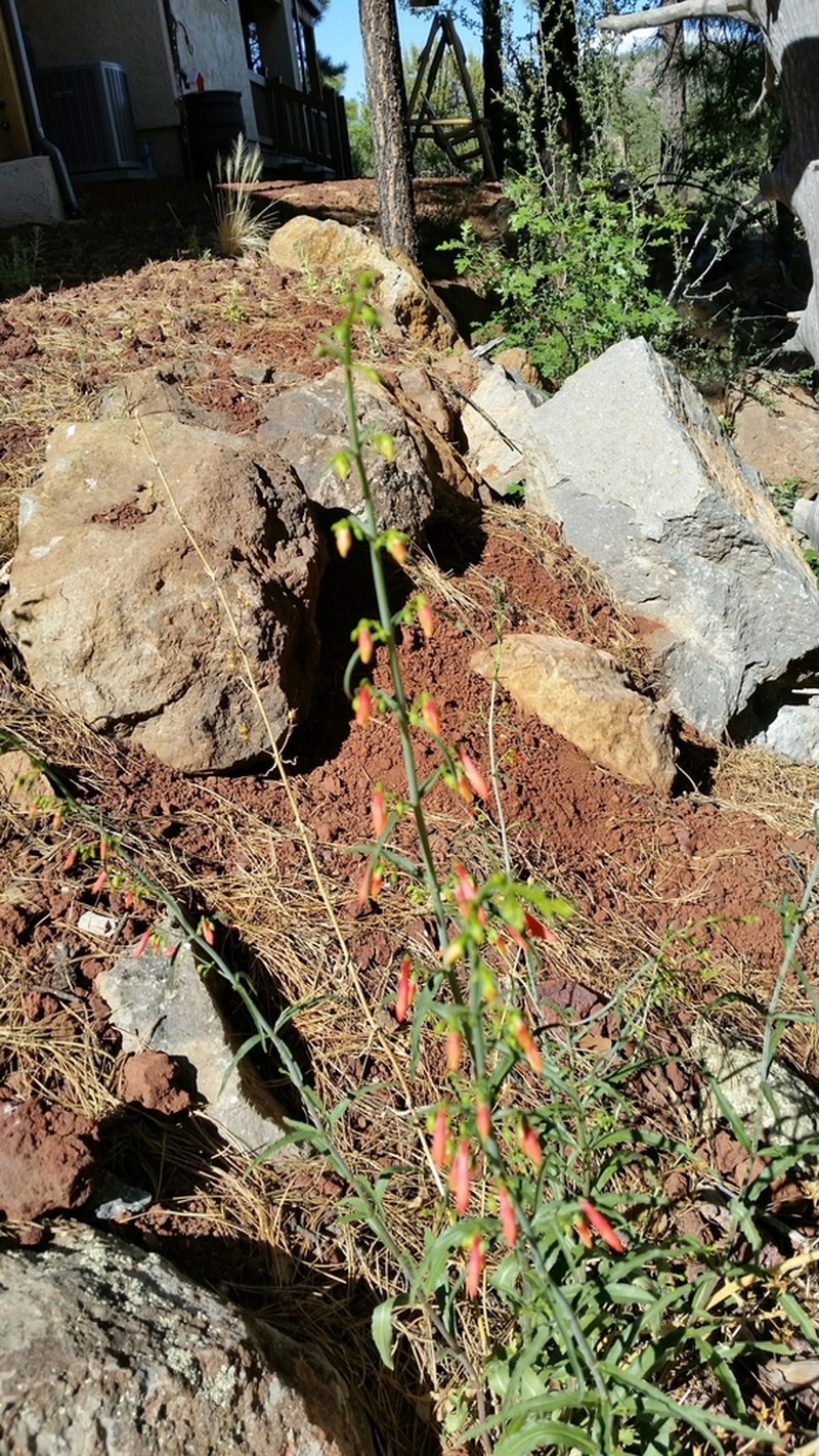 Beardlip Penstemon photo 8
