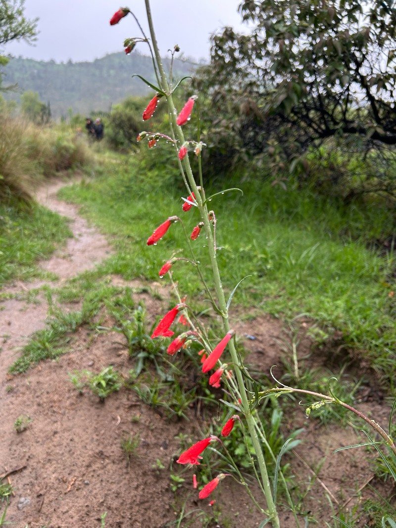 Penstemon barbatus var. barbatus