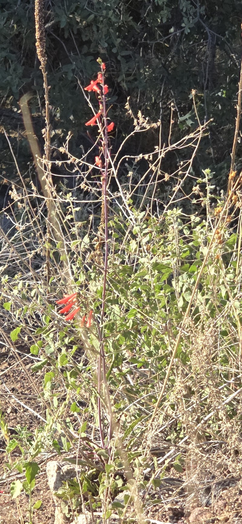 Penstemon barbatus var. barbatus photo 2