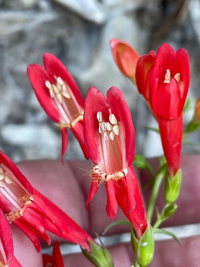 Penstemon barbatus var. barbatus photo 3