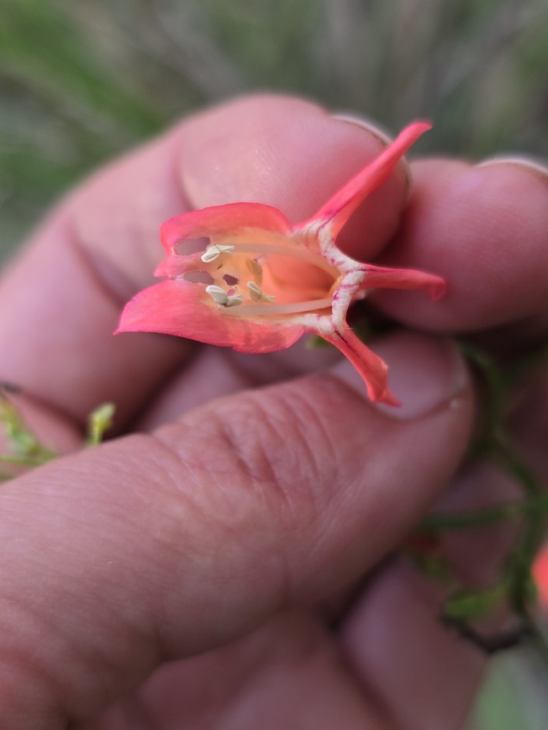 Penstemon barbatus var. barbatus photo 4