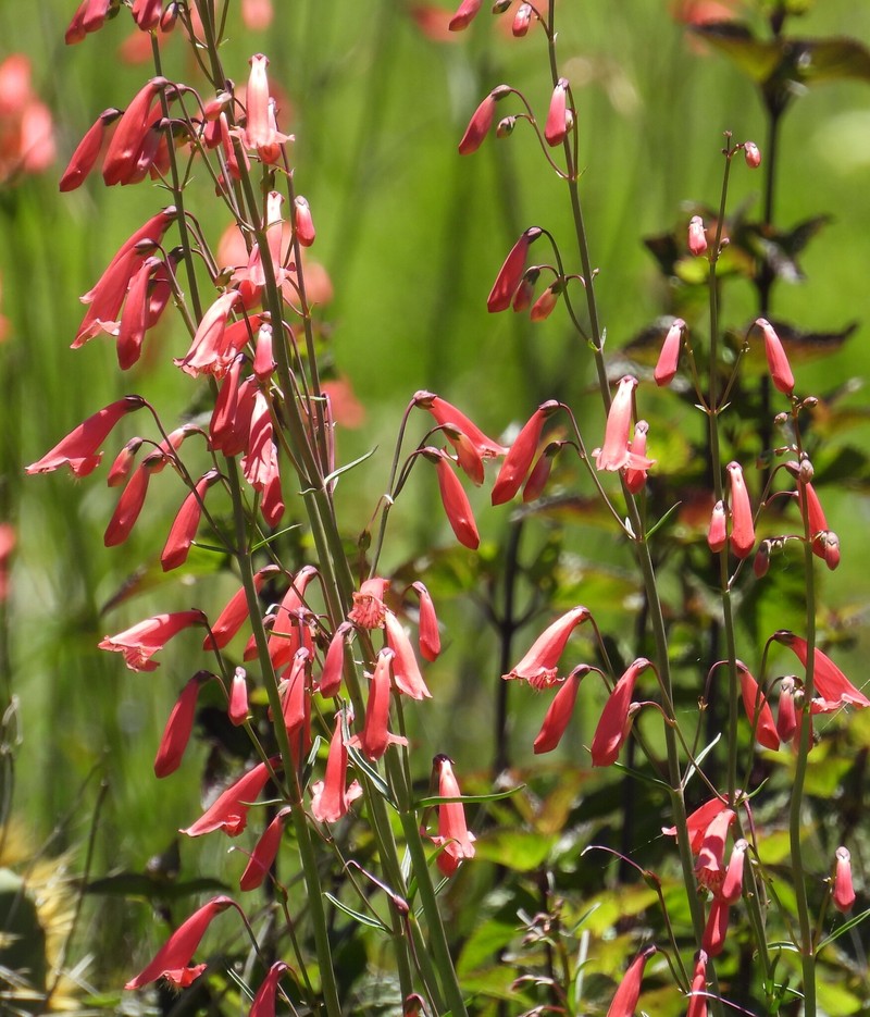 Penstemon barbatus var. barbatus photo 5
