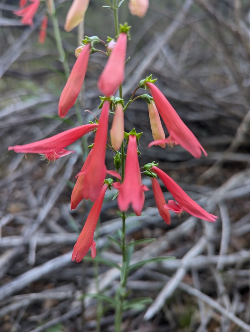 Penstemon barbatus var. barbatus photo 6