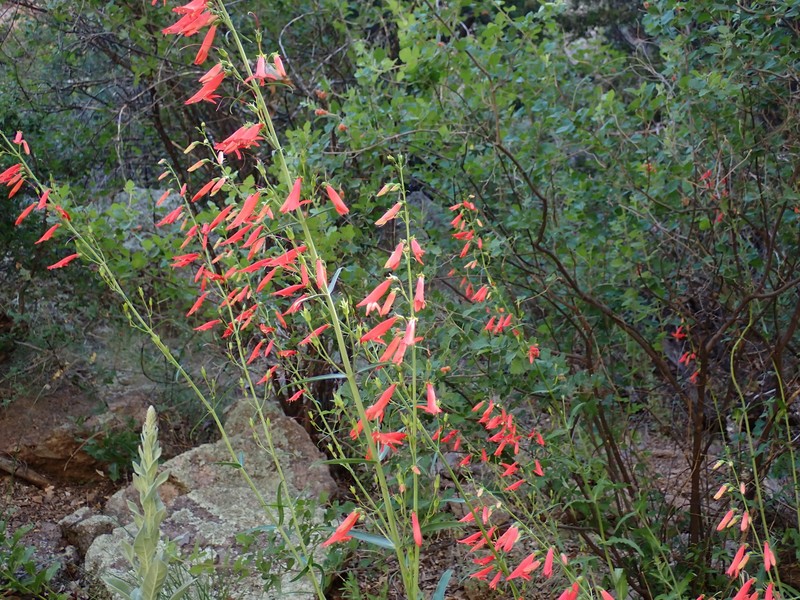 Penstemon barbatus var. barbatus photo 7