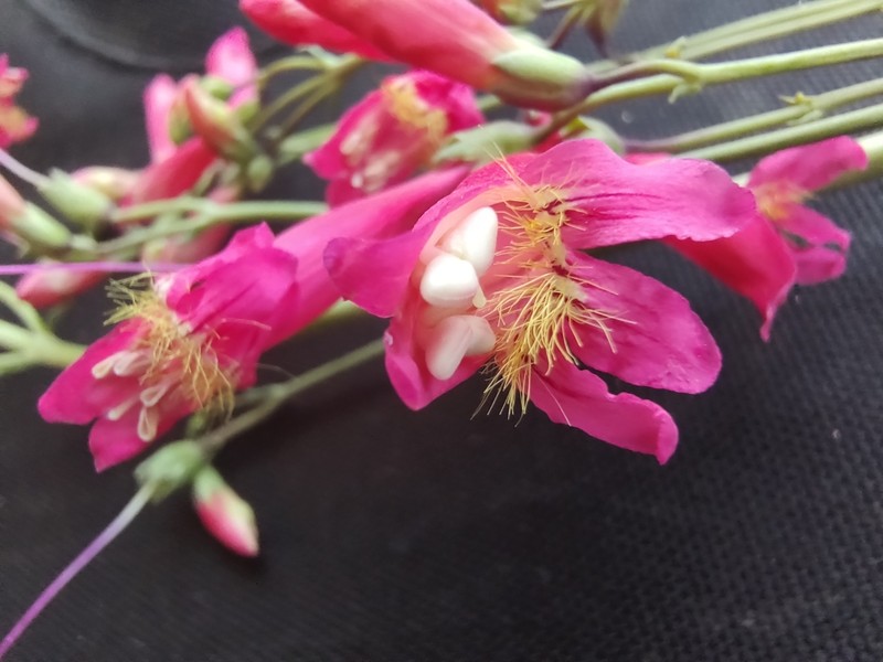 Penstemon barbatus var. barbatus photo 8