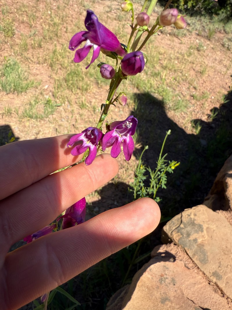 Penstemon barbatus var. trichander