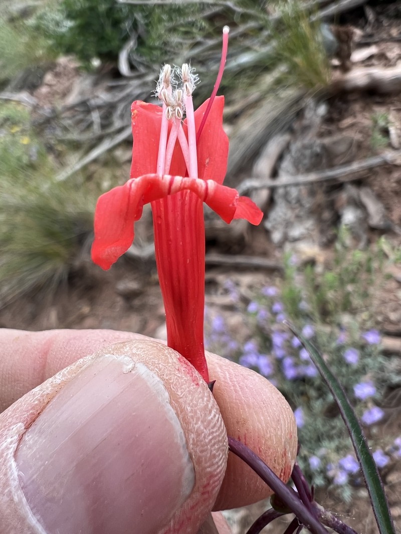 Penstemon barbatus var. trichander photo 2