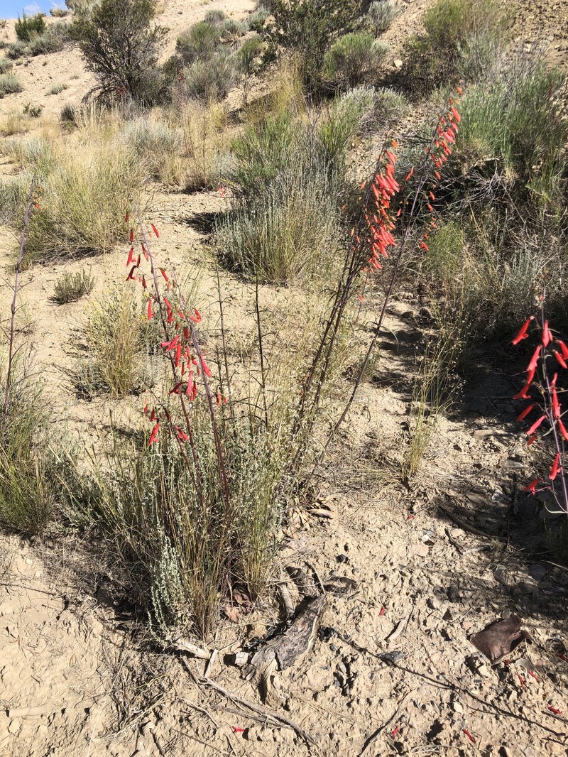 Penstemon barbatus var. trichander photo 3