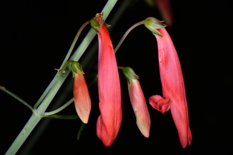 Penstemon barbatus var. trichander photo 4