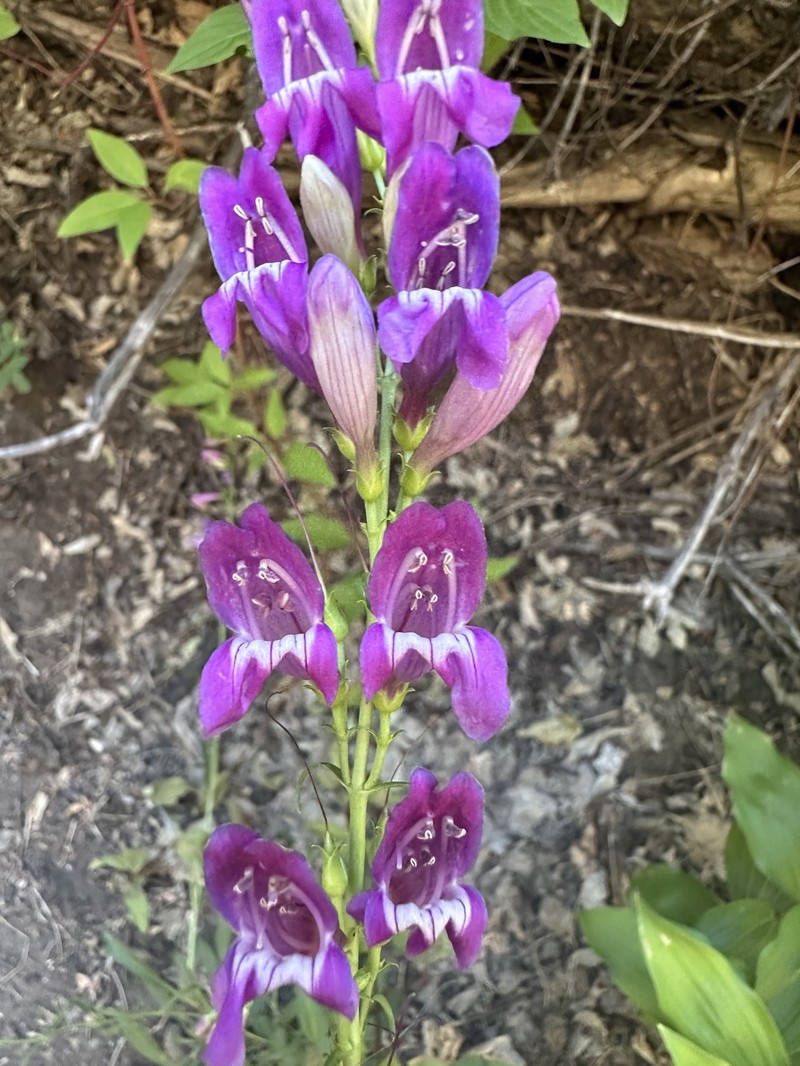 Penstemon barbatus var. trichander photo 5