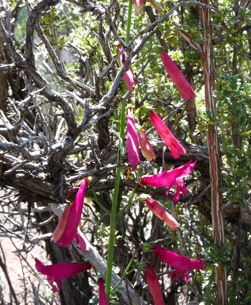 Penstemon barbatus var. trichander photo 6