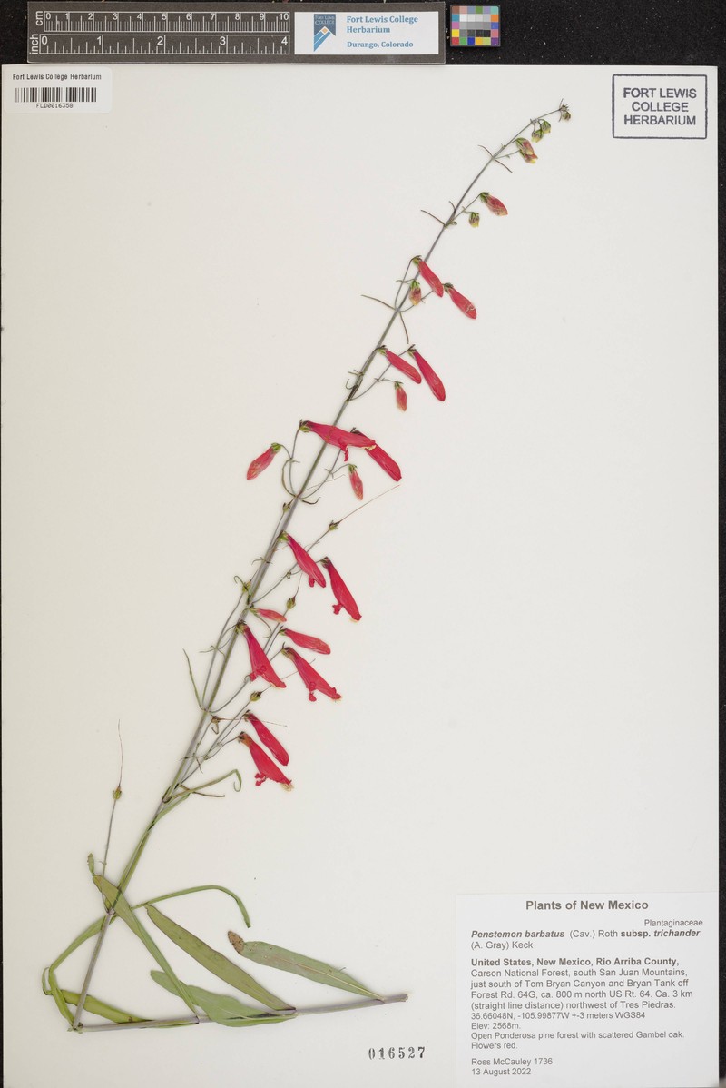 Penstemon barbatus var. trichander photo 8