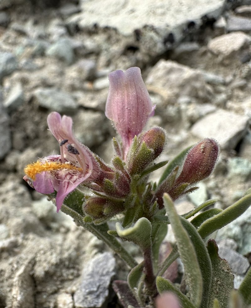 White River Valley Beardtongue photo 2