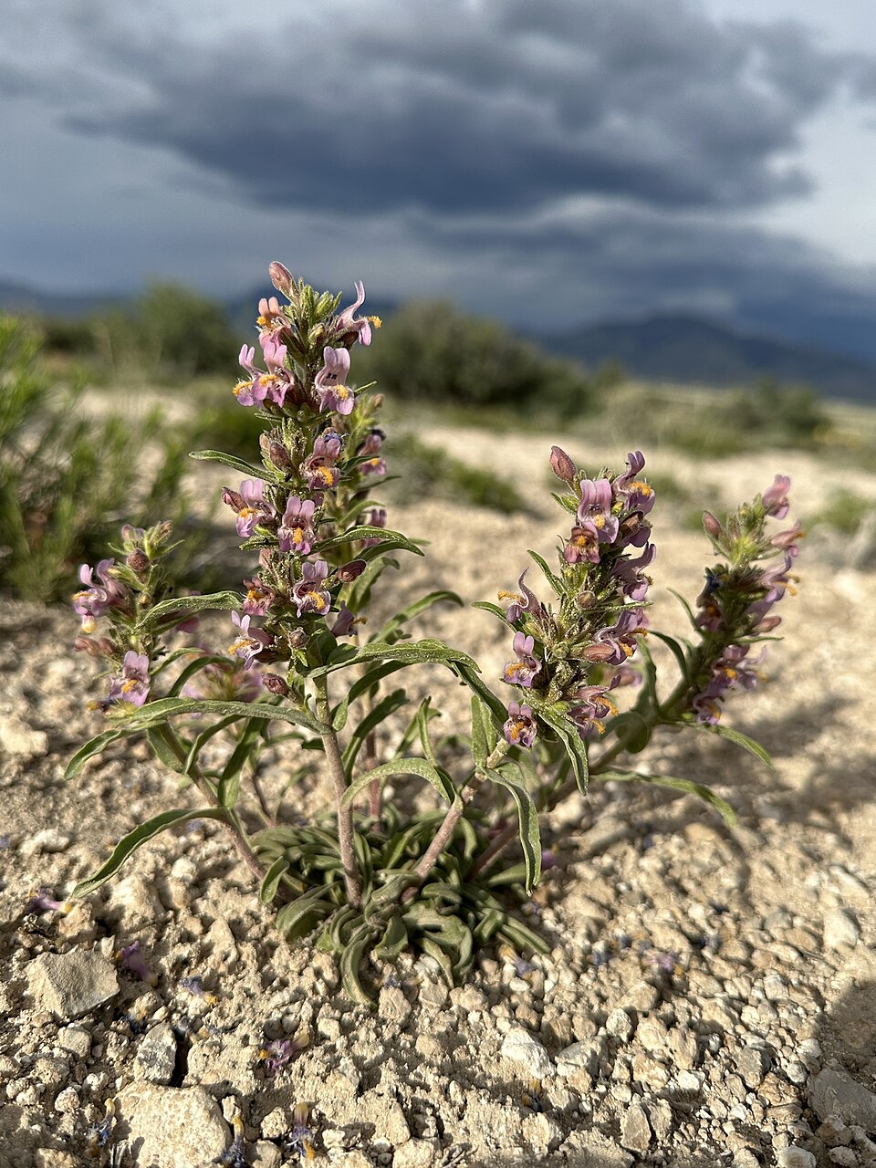 White River Valley Beardtongue