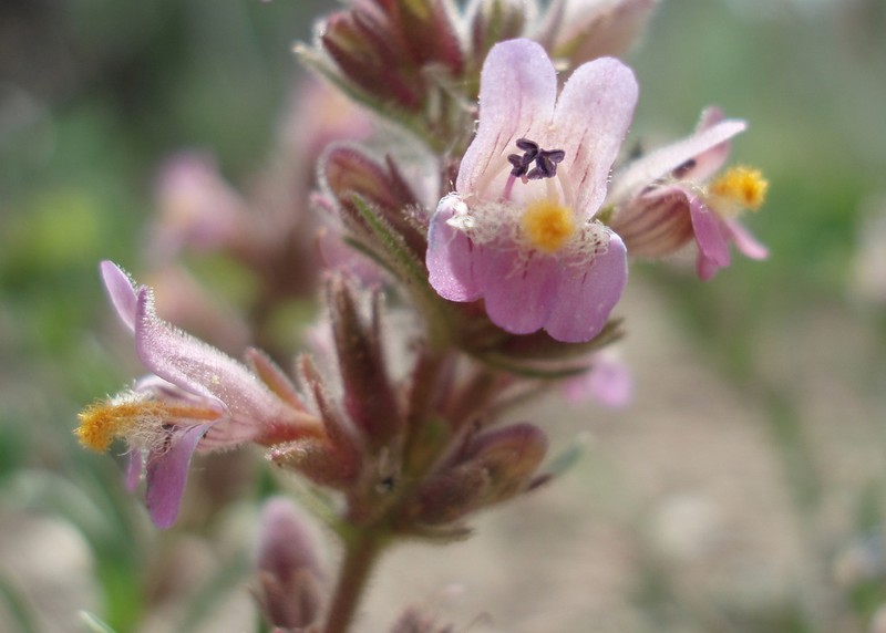 White River Valley Beardtongue photo 3
