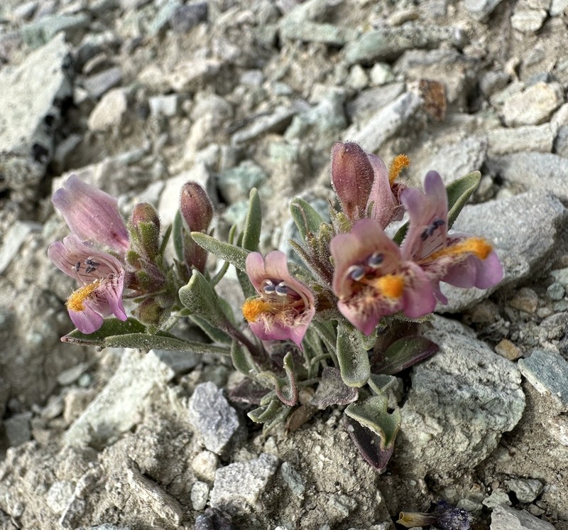 White River Valley Beardtongue photo 4