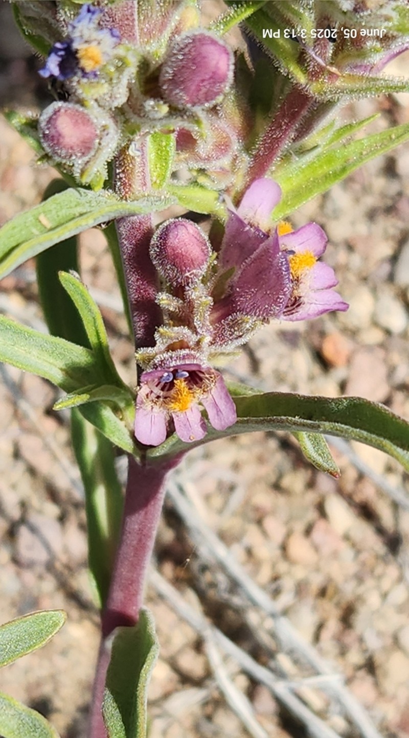White River Valley Beardtongue photo 5