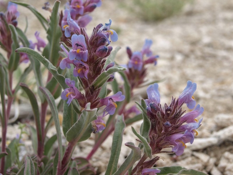 White River Valley Beardtongue photo 6