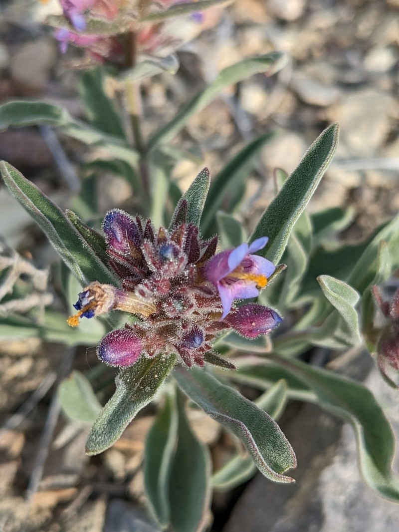 White River Valley Beardtongue photo 7
