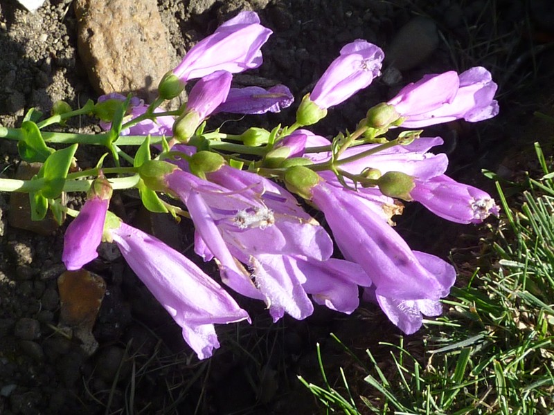 Barrett's Beardtongue