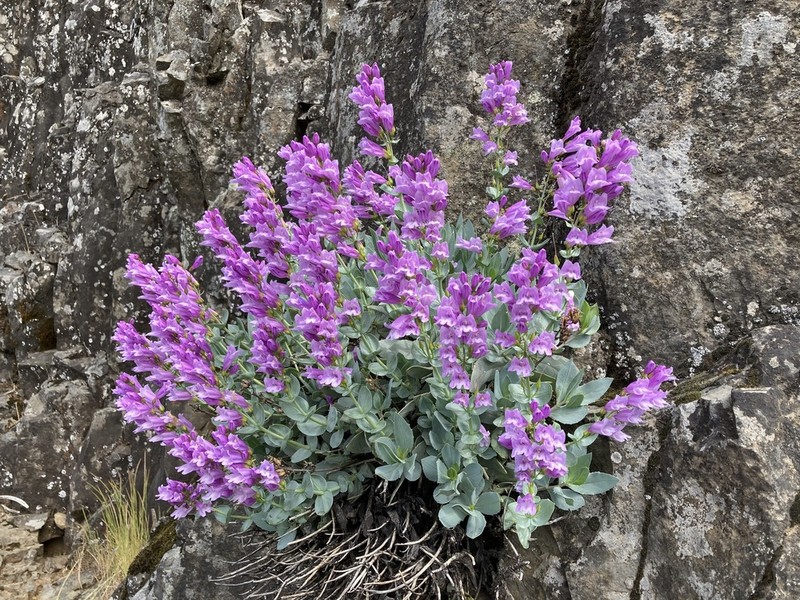 Barrett's Beardtongue photo 2