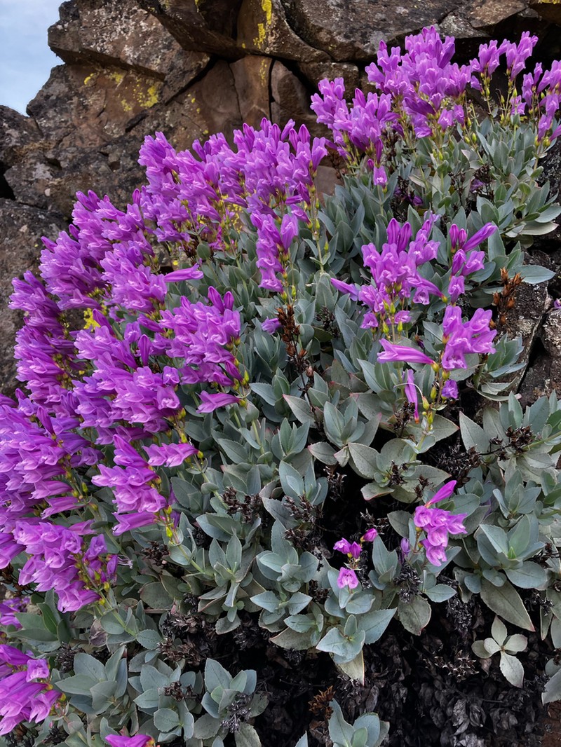 Barrett's Beardtongue photo 3