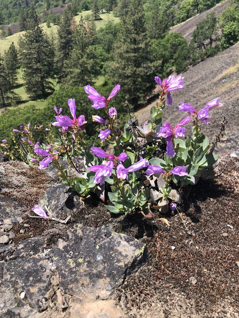 Barrett's Beardtongue photo 4