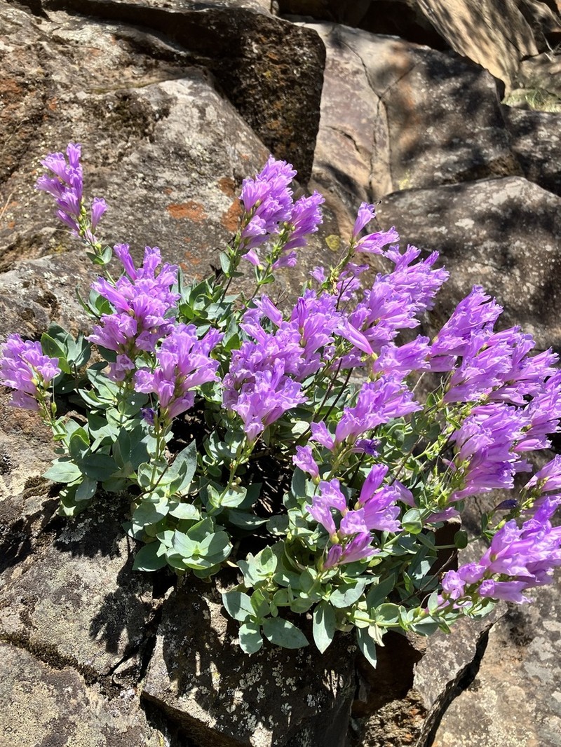 Barrett's Beardtongue photo 5