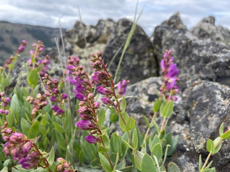 Barrett's Beardtongue photo 6