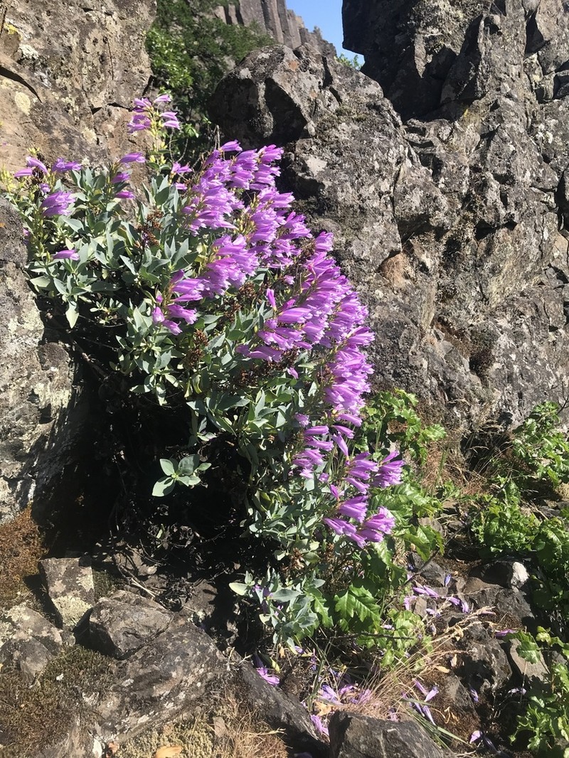 Barrett's Beardtongue photo 7