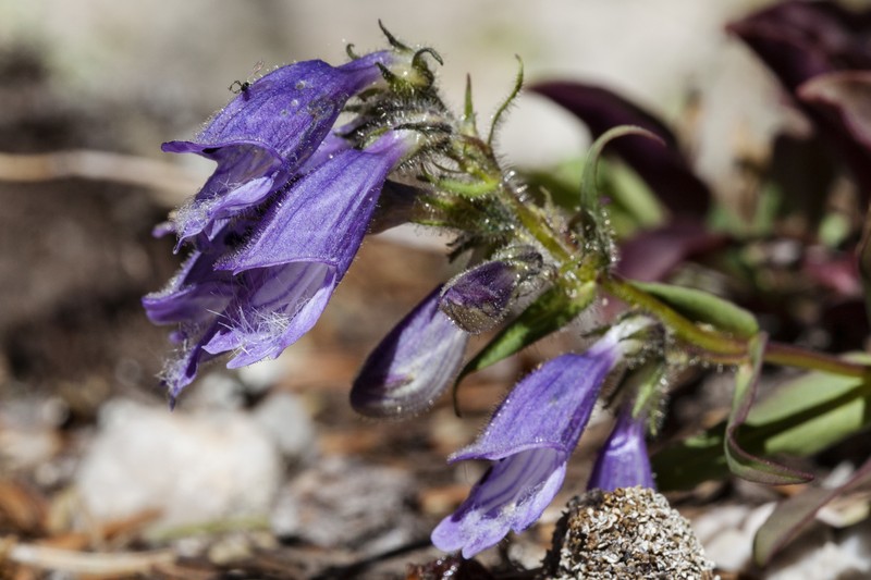 Penstemon bleaklyi