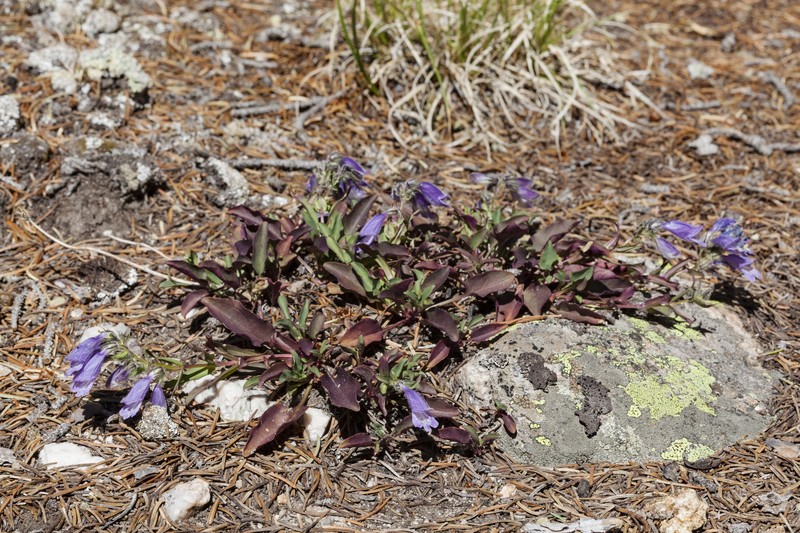 Penstemon bleaklyi photo 2