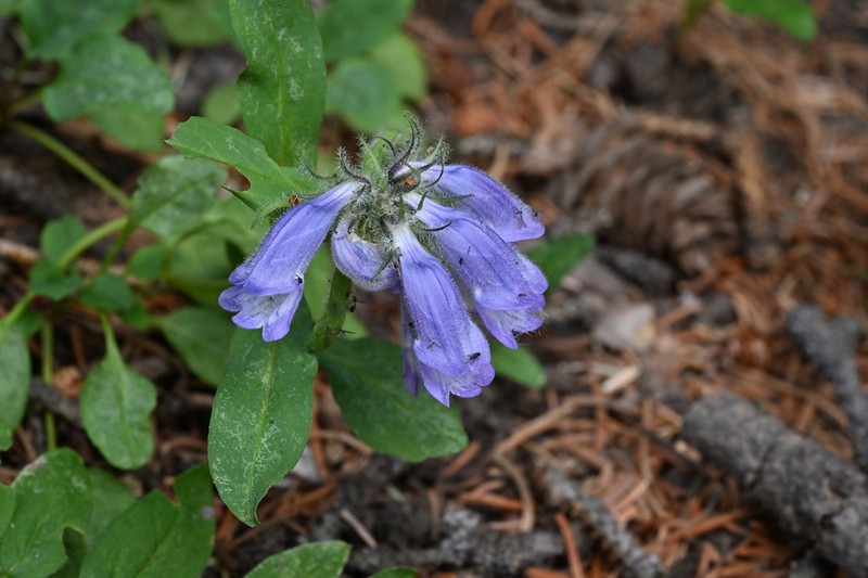 Penstemon bleaklyi photo 3