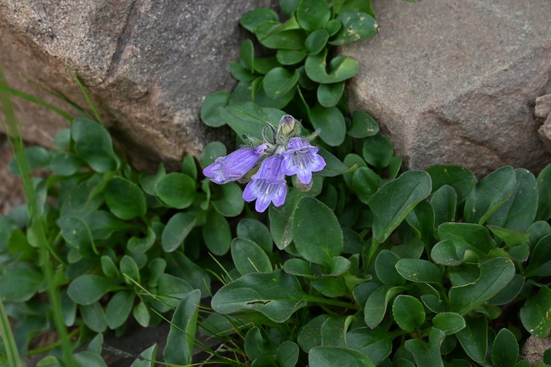 Penstemon bleaklyi photo 4