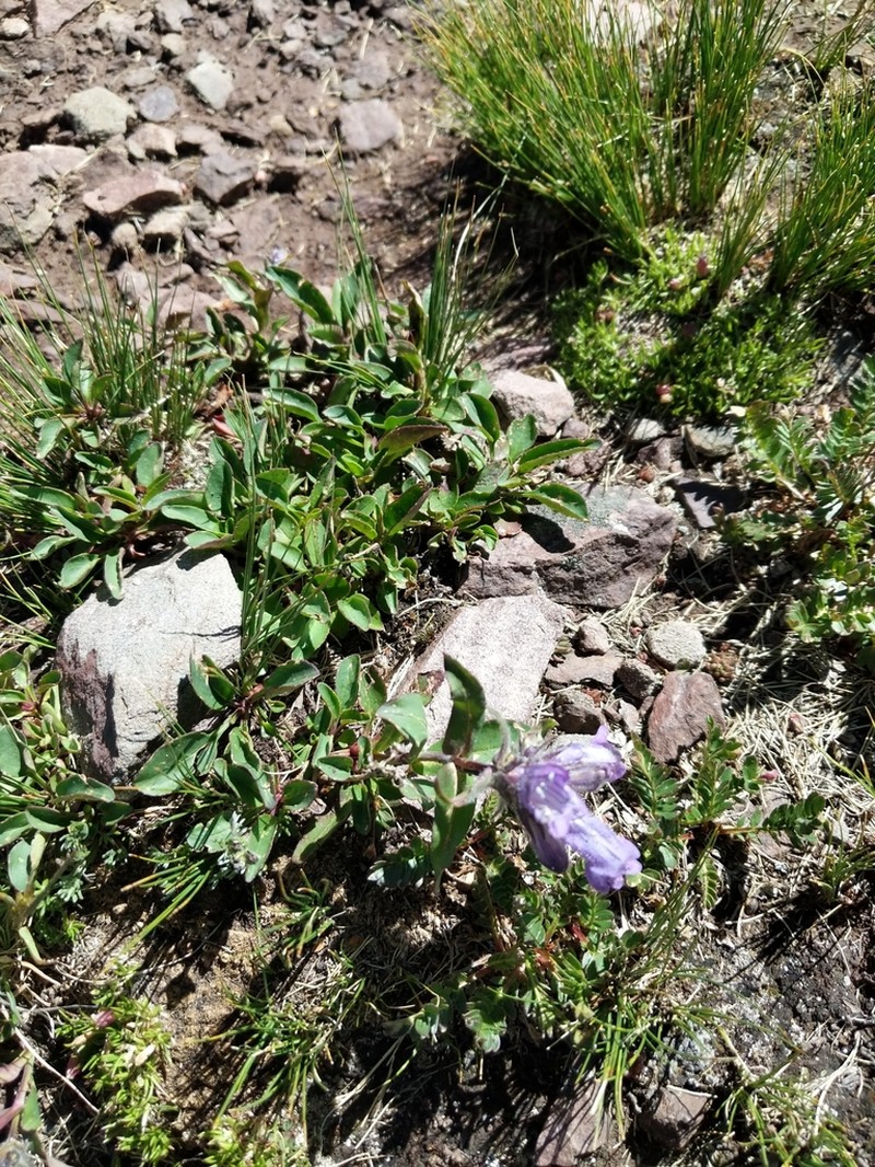 Penstemon bleaklyi photo 5