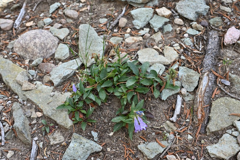 Penstemon bleaklyi photo 6