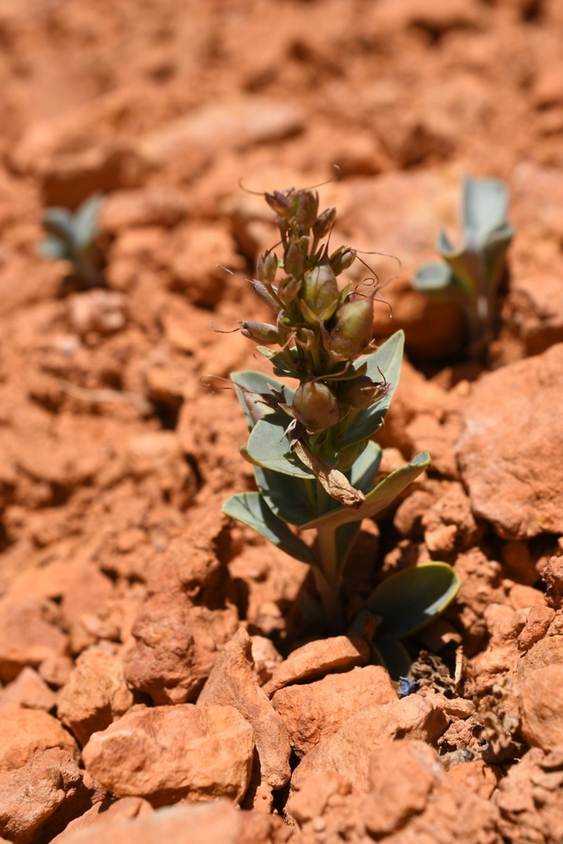 Red Canyon Beardtongue