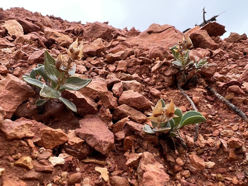 Red Canyon Beardtongue photo 2