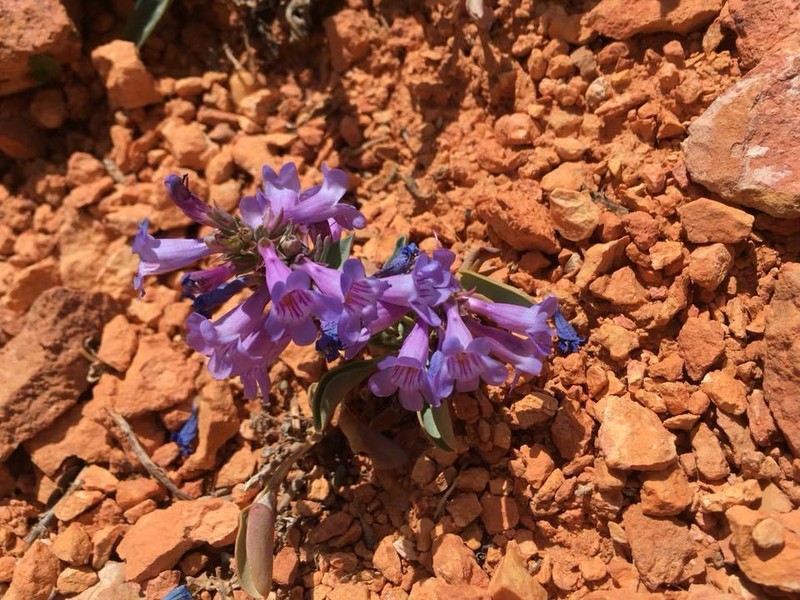 Red Canyon Beardtongue photo 3