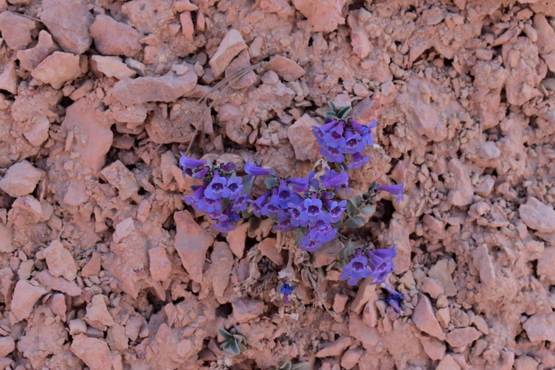 Red Canyon Beardtongue photo 4