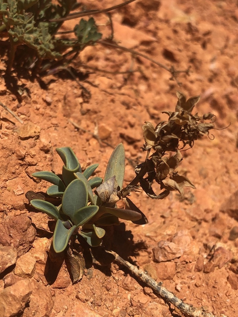 Red Canyon Beardtongue photo 5