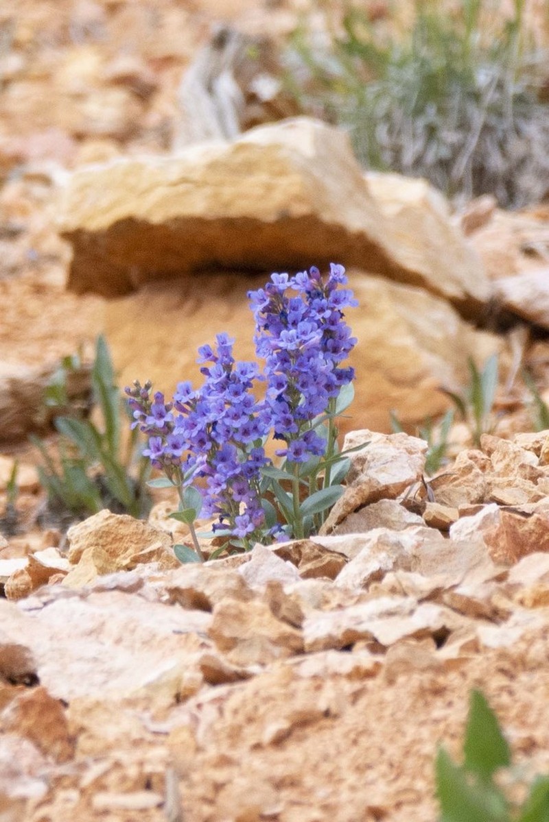 Red Canyon Beardtongue photo 6
