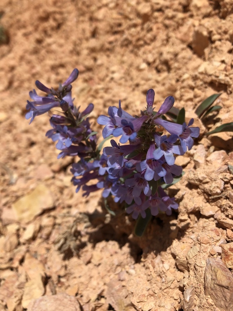 Red Canyon Beardtongue photo 7